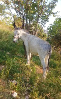 الاغ بخته جوان سرحال