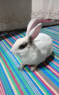 خرگوش نر