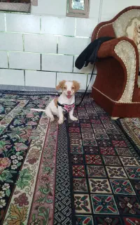 پت حیوان خانگی