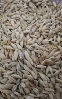 جو محلی