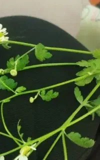 سیمکارت رند ، قیمت مناسب