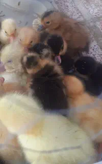 جوجه اردک ۵روزه