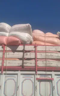 کاه گندم نرم وریز