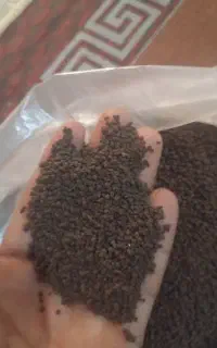 شادگان
