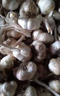 فروش سیر حبه درشت