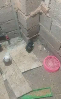 کفتر پلنگ