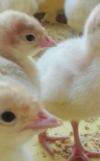 شرکت آریا پرند