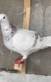 کفتر پرش و بازی