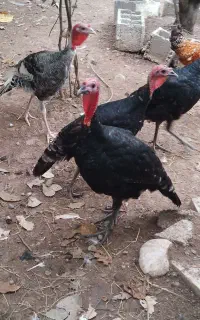 فروش بقلمون