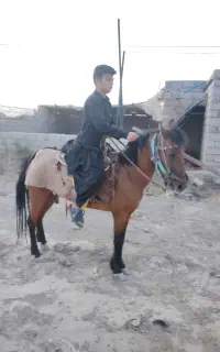 اسب مادیان ۵ ساله یورقه