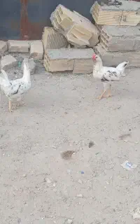 جوجه گلین ۶ماه قمت ۸۰۰تومن تخفیف دار
