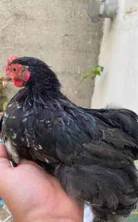 خروس کوشین اصیل