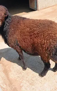 قوچ هترو