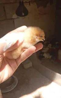 جوج لوهمن و بلک استار ۱۴روزه