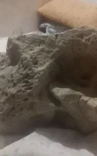 سنگه فسیل مرجان دریایی