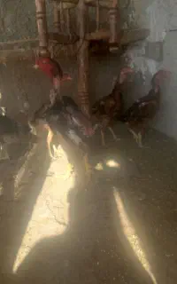 لاری اصل مرغ با خروس