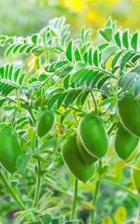 کارگر باتجربه اقا وخانم میخوای در خدمتم