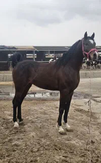 اسب عرب مصری