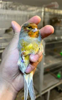 قناری نر چغندری درشت