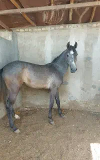 کره مادیان از طوفان کیانی