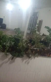 گل خونگی