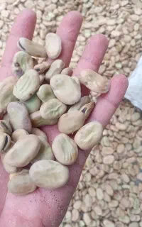 باقلا خشک