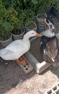 اردک