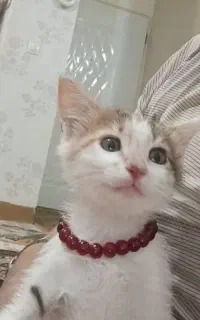 گربه 2ماهه شناسنامه دار زیبا و بازیگوش