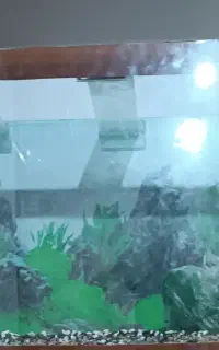 اکواریوم سالم وتمیز فروش بخاطرجابه جای خانه