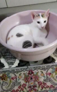 واگذاری گربه DSH
