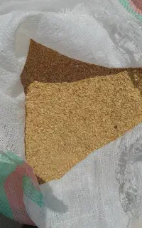 سویادامی