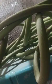 شلنگ