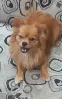 سگ گمشده