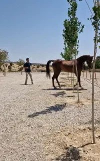 اسب