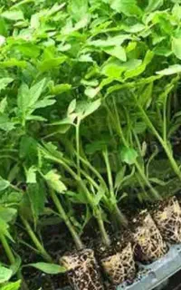 نشا گوجه فلات گلخانه ای