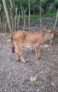گوساله ماده دوماهه