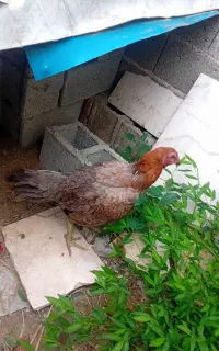 مرغ لاری اصیل