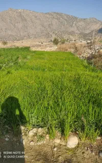 نشا چلتوک شمیم نخ بلند