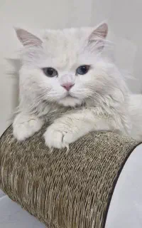 گربه پرشین ۲ ساله