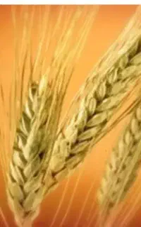 گندم چکی
