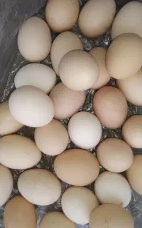 تخم مرغ و اردک محلی