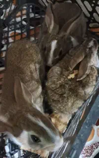 خرگوش...