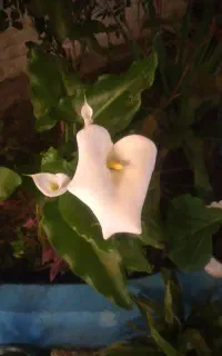 باغبانی کردن وسرایداری انجام میدم
