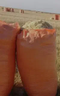 کاه گندم