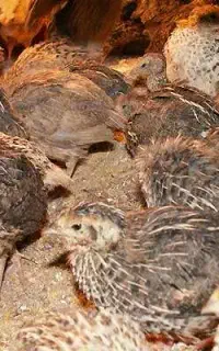 بلدرچین