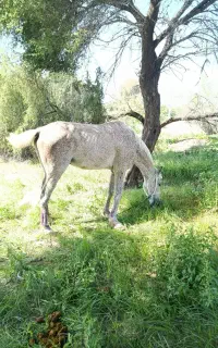 اسب نر