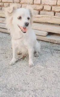 سگ‌پاپی