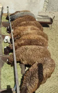 بره نر