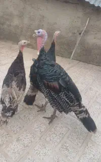 فروش ۴ عدد بوقلمون ماده
