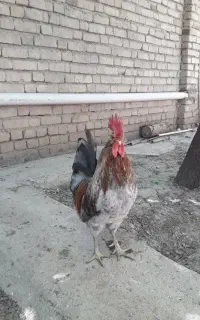 خروس گلین
